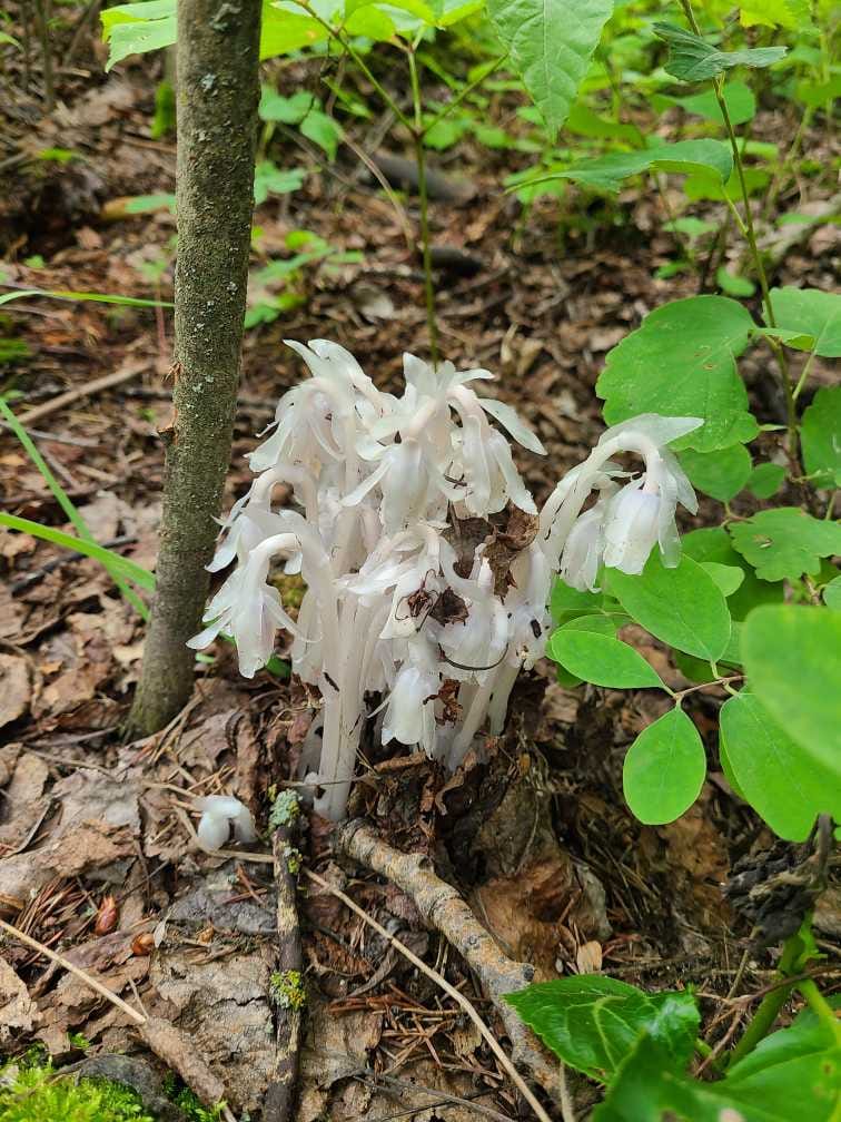 Ghost pipe growing on the forest floor