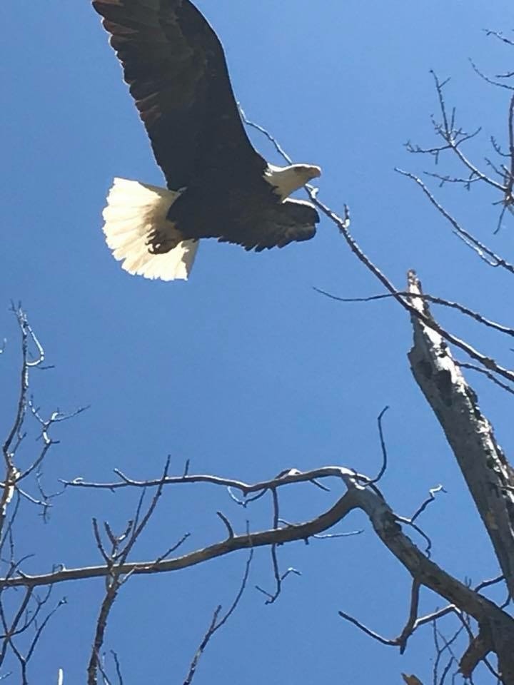 A bald eagle soaring over the lake