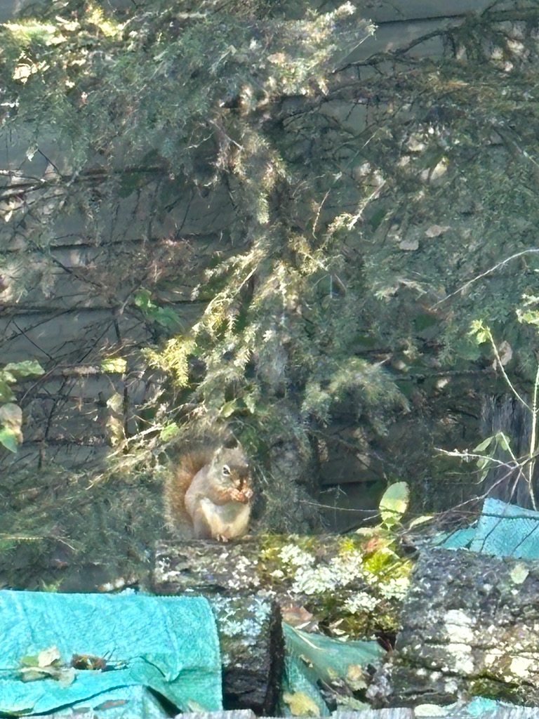 A red squirrel on the woodpile