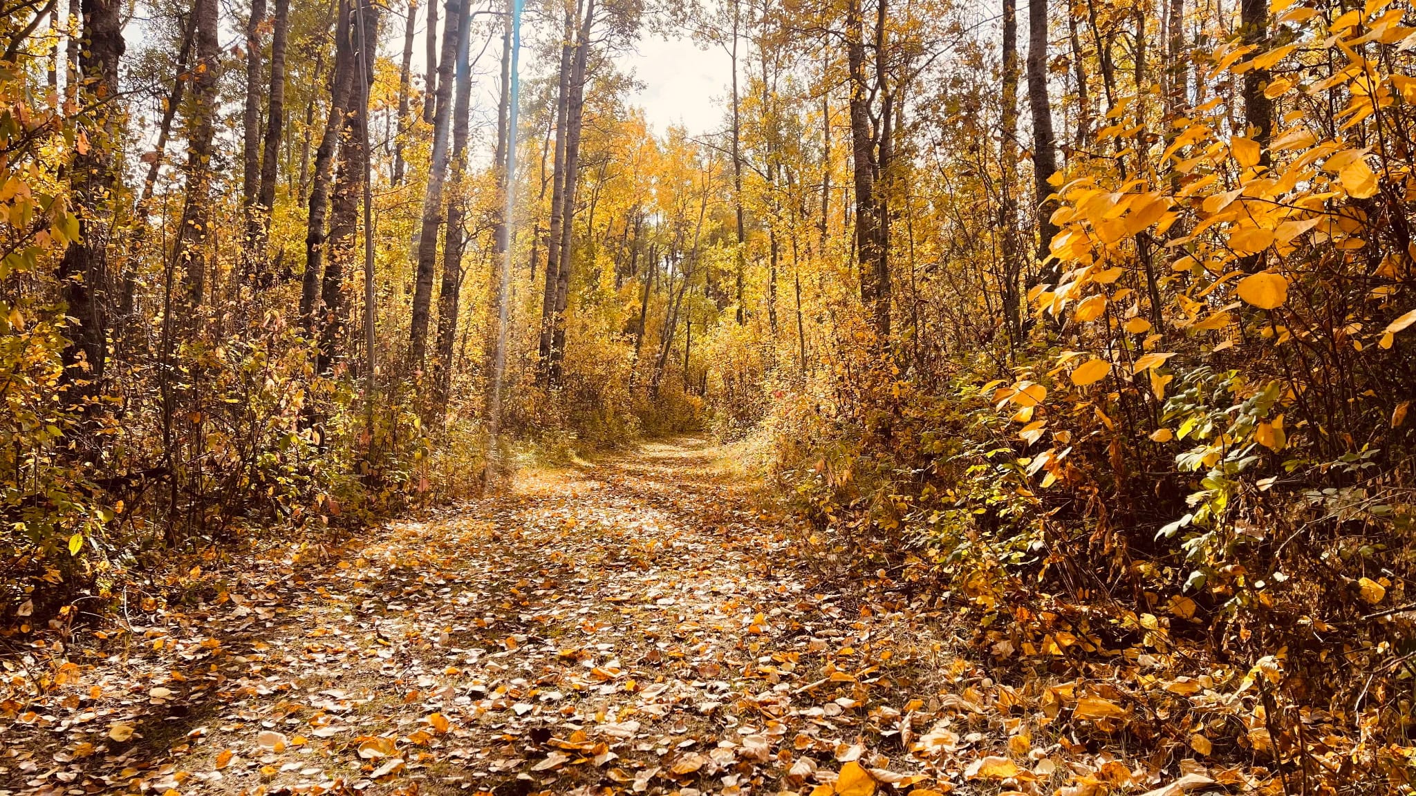 The trail through golden autumn poplars