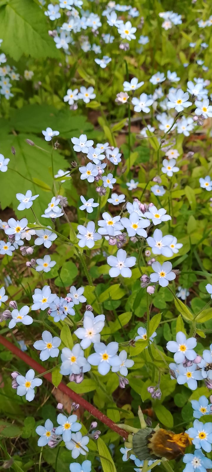 Forget-me-nots in bloom by the lake